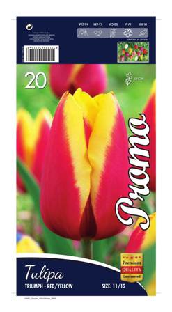 Лале Triumph Red and Yellow 1 оп (20 луковици)
